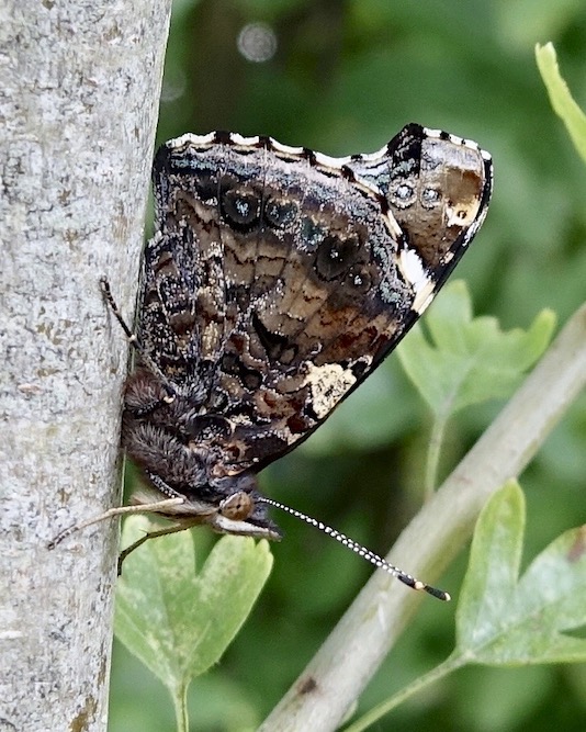 red admiral